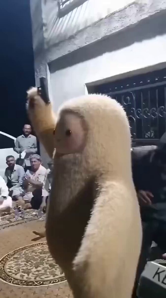 just another day in nasdaqistan